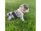 Bulldog Puppy for sale in Etna Green, IN, USA