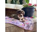 Bulldog Puppy for sale in Etna Green, IN, USA