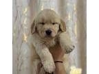 Golden Retriever Puppy for sale in Hollywood, FL, USA