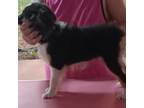 Mutt Puppy for sale in Zephyrhills, FL, USA