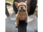 French Bulldog Puppy for sale in Fresno, CA, USA