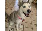 Siberian Husky Puppy for sale in Provo, UT, USA