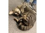 Adopt Helena a Brown Tabby Domestic Shorthair (short coat) cat in Encinitas