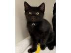 Adopt Toledo a Domestic Mediumhair / Mixed cat in Salisbury, MD (41522275)