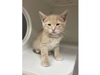 Adopt Norton a Domestic Shorthair / Mixed cat in Salisbury, MD (41554483)