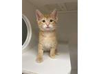 Adopt Jumbo a Domestic Shorthair / Mixed cat in Salisbury, MD (41554480)