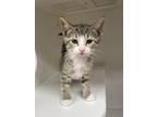 Adopt Cashel a Domestic Shorthair / Mixed cat in Salisbury, MD (41554479)