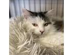 Adopt Piper a White (Mostly) Domestic Mediumhair (medium coat) cat in Sheridan