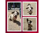 Adopt 18937 a Terrier (Unknown Type, Medium) / Mixed dog in Covington