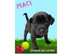 Adopt MacI a Labrador Retriever / Mixed dog in Nicholasville, KY (41554436)
