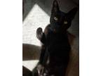 Adopt Boomer a All Black American Shorthair / Mixed (short coat) cat in Norman