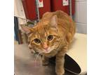 Adopt Wylie a Domestic Shorthair / Mixed cat in Golden, CO (41554428)
