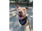 Adopt Little Mama a American Staffordshire Terrier / Mixed dog in Raleigh