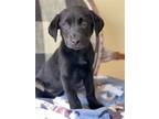 Adopt Meadow a Black Retriever (Unknown Type) / Mixed dog in Woodstock