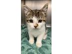 Adopt Sydney a Domestic Shorthair / Mixed cat in Richmond, VA (41554461)