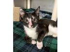 Adopt Method Man a Domestic Shorthair / Mixed cat in Richmond, VA (41536524)