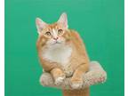 Adopt Biscuit Baker a Orange or Red (Mostly) Domestic Shorthair / Mixed (short