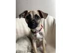 Adopt Dani a Pug / Mixed dog in Berea, KY (41554334)