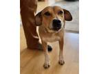 Adopt Mandy a Brown/Chocolate - with White Labrador Retriever / Mixed dog in