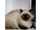 Adopt Furbie a Cream or Ivory (Mostly) Balinese (long coat) cat in Sheridan