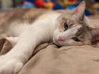 Adopt Nina a Calico or Dilute Calico Calico / Mixed (medium coat) cat in Mesa