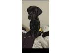 Adopt Arlo a Black Labrador Retriever / Mixed dog in Cincinnati, OH (41553853)