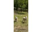 Adopt San and Namu a White Jindo / Mixed dog in Morristown, NJ (41549222)