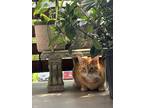 Adopt teresa a Orange or Red Tabby Tabby / Mixed (short coat) cat in Woodbridge