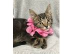 Adopt Gordon a Domestic Shorthair / Mixed (short coat) cat in Columbus
