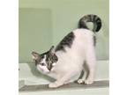 Adopt Cookie a Brown Tabby Domestic Shorthair / Mixed (short coat) cat in