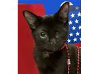 Adopt Nick a All Black Domestic Shorthair / Mixed (short coat) cat in Columbus