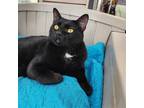 Adopt Kasper a All Black Domestic Shorthair / Mixed (short coat) cat in