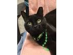 Adopt Pango a All Black Domestic Shorthair / Mixed (short coat) cat in Columbus