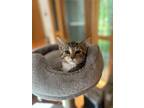 Adopt Kitten Nitro a Brown Tabby Domestic Shorthair / Mixed (short coat) cat in