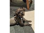 Adopt Levi a Gray/Silver/Salt & Pepper - with Black Poodle (Miniature) / Mixed