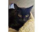 Adopt Tilley a Domestic Shorthair / Mixed cat in Evergreen, CO (41545231)