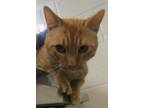 Adopt Pumba a Domestic Shorthair / Mixed cat in Raleigh, NC (41554357)