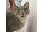 Adopt Snow White a Domestic Shorthair / Mixed cat in Raleigh, NC (41554356)