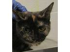 Adopt Sadie a Domestic Shorthair / Mixed cat in Raleigh, NC (41554352)