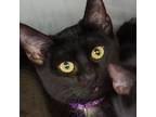 Adopt Jinx a All Black Domestic Shorthair (short coat) cat in Sheridan