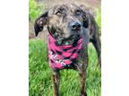 Adopt Bindi Steele a Brindle Mountain Cur / Mixed dog in Rockaway, NJ (41554336)