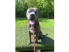 Adopt Levi a Gray/Blue/Silver/Salt & Pepper Pit Bull Terrier / Mastiff / Mixed