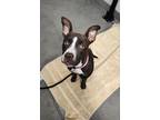 Adopt ARYA a Brown/Chocolate - with White Pit Bull Terrier / Mixed dog in