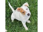 Adopt Caleb a Mixed Breed (Medium) / Mixed dog in Rancho Santa Fe, CA (41554308)