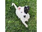 Adopt Callie a Mixed Breed (Medium) / Mixed dog in Rancho Santa Fe