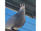 Adopt Cannoli a White Pigeon bird in Burlingame, CA (41488284)