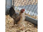 Adopt May a Brown Chicken bird in Burlingame, CA (41549793)