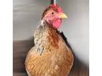 Adopt Rosalina a Brown Chicken bird in Burlingame, CA (41549845)