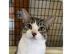 Adopt Lilith a Brown Tabby Domestic Shorthair / Mixed (short coat) cat in