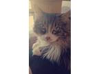 Adopt Reek a Gray or Blue Domestic Longhair / Mixed (long coat) cat in Austin